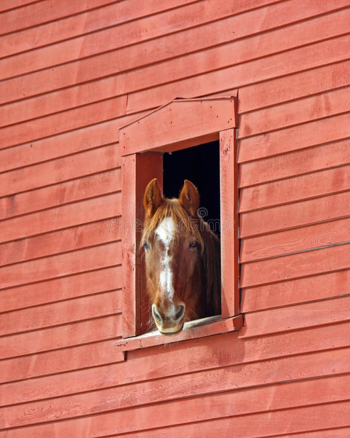 Cavalo no celeiro Cavalo no celeiro