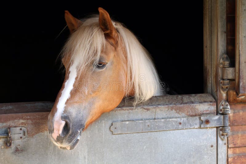 Cavalo De Trabalho Na Frente Do Celeiro Foto de Stock - Imagem de animal,  zoologia: 100606524