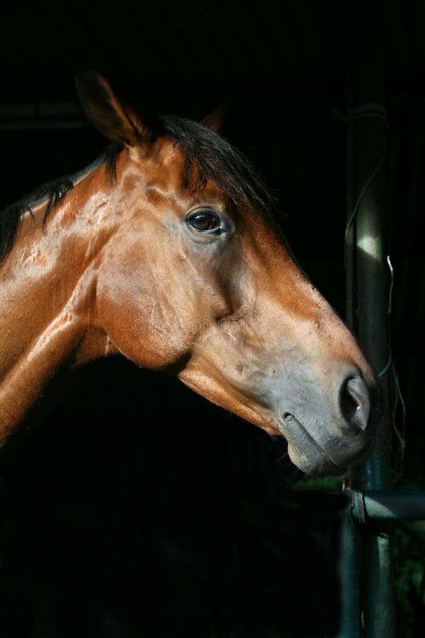 Cabeça De Cavalo Retrato Em Um Céu Nublado De Verão Foto Royalty Free,  Gravuras, Imagens e Banco de fotografias. Image 58973956