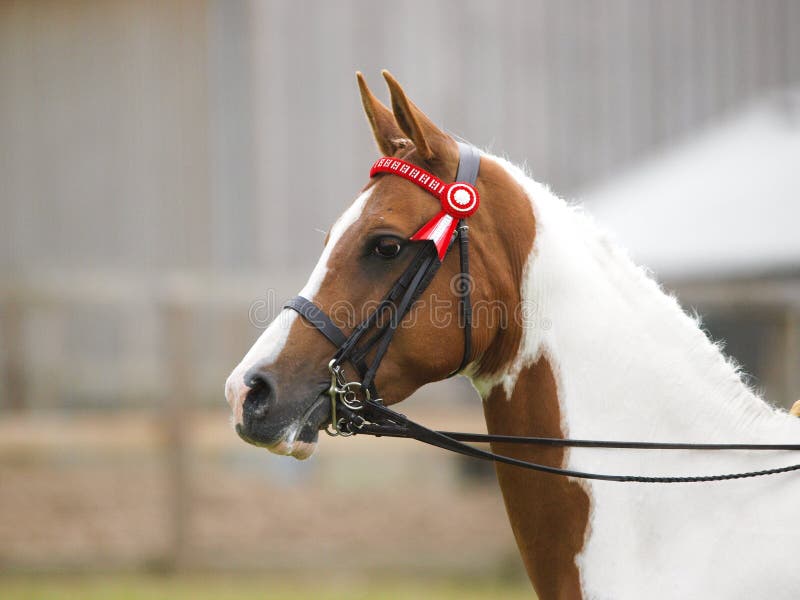 Cavalo cavalgando na bahia imagem editorial. Imagem de freio