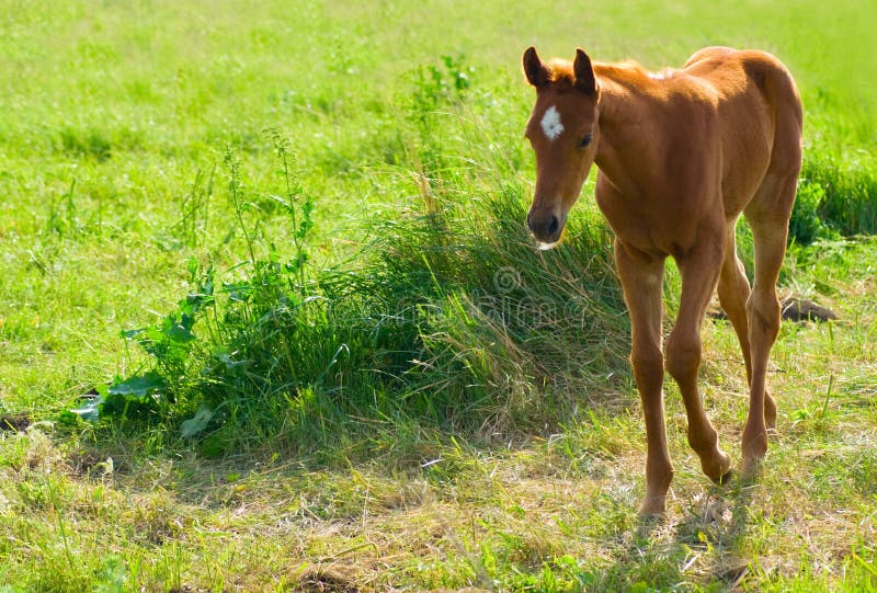 Cavalo Novo Com Boca Aberta Imagem de Stock - Imagem de sorriso, selvagem:  31668367