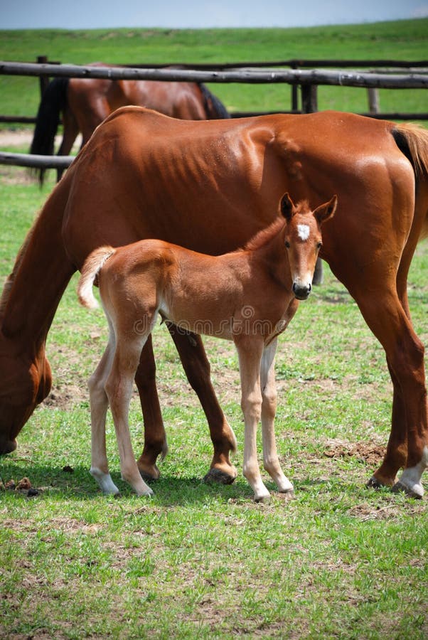 Cavalo Novo Com Boca Aberta Imagem de Stock - Imagem de sorriso, selvagem:  31668367