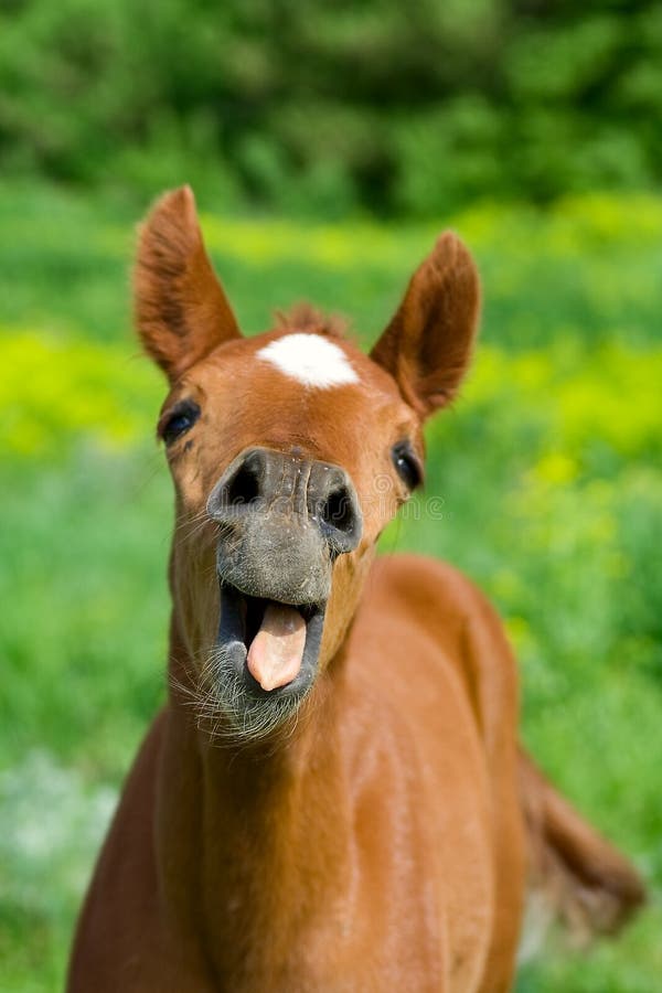 Cavalo Novo Com Boca Aberta Imagem de Stock - Imagem de sorriso, selvagem:  31668367