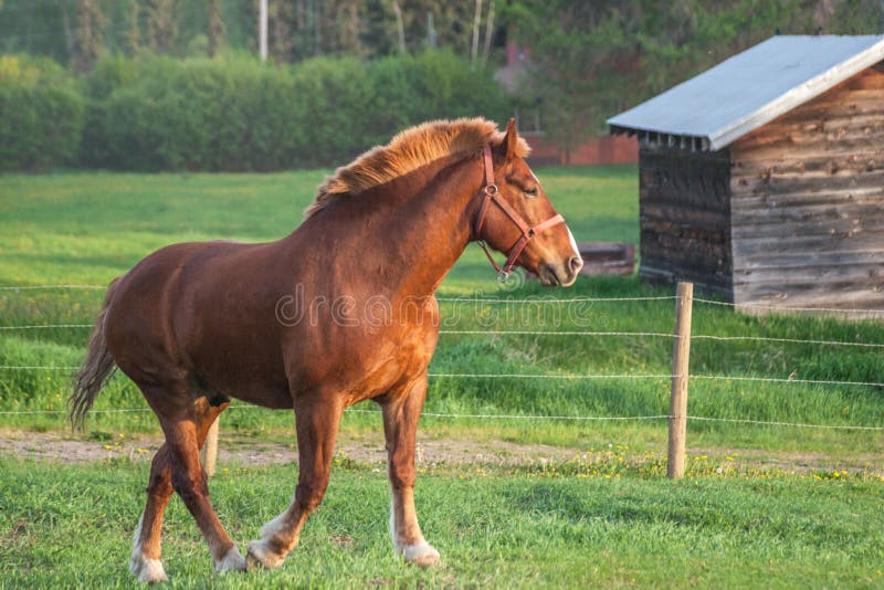Cavalo pesado no pasto da mola imagens de stock royalty free Cavalo pesado no pasto da mola imagens de stock royalty free