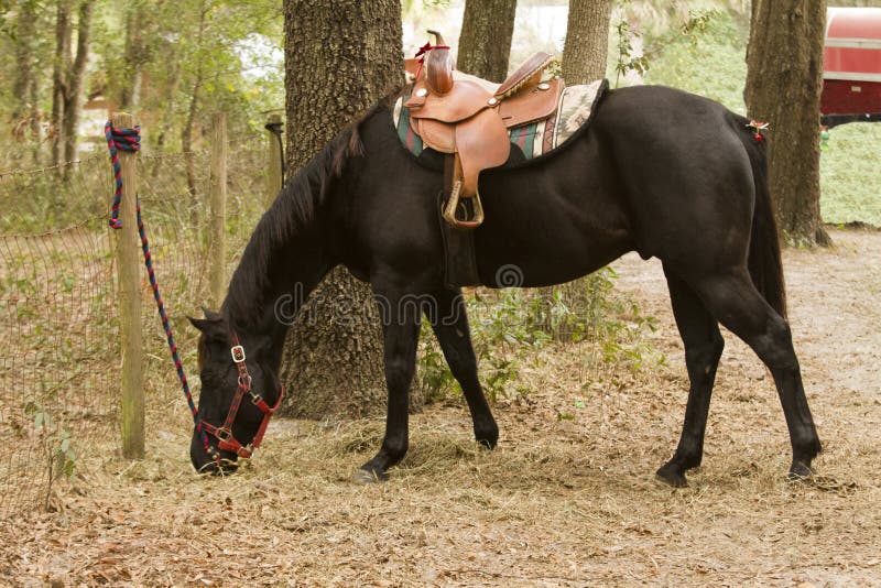 Cavalo Preto Fotos e Imagens para Baixar Grátis