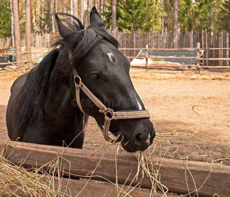 Cavalo Na Frente Da Casa Na Andaluzia Imagem de Stock - Imagem de curso,  animal: 91672851