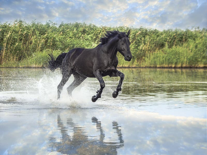 Cavalo Preto Fotos e Imagens para Baixar Grátis