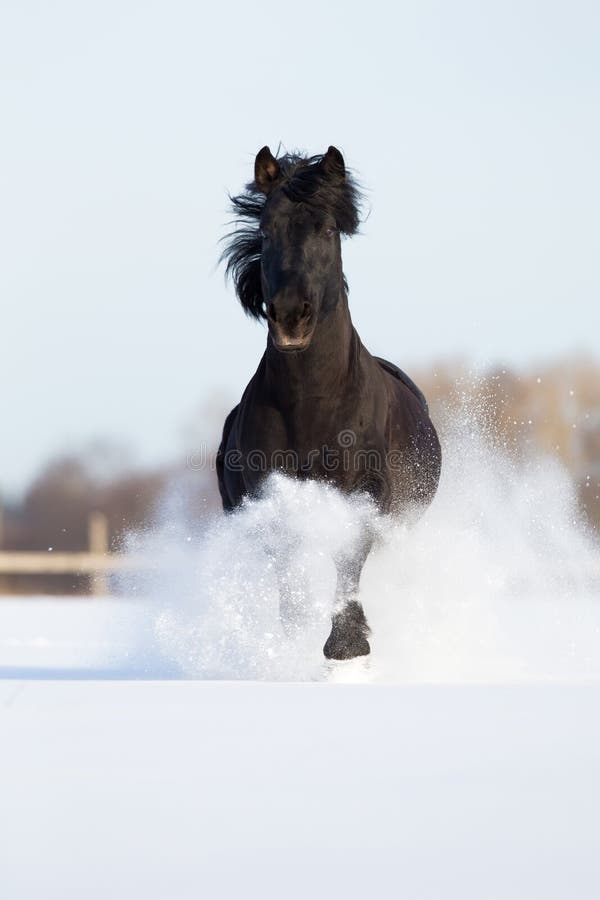 Jogos Pretos Do Cavalo Do Frisão No Inverno Foto de Stock - Imagem