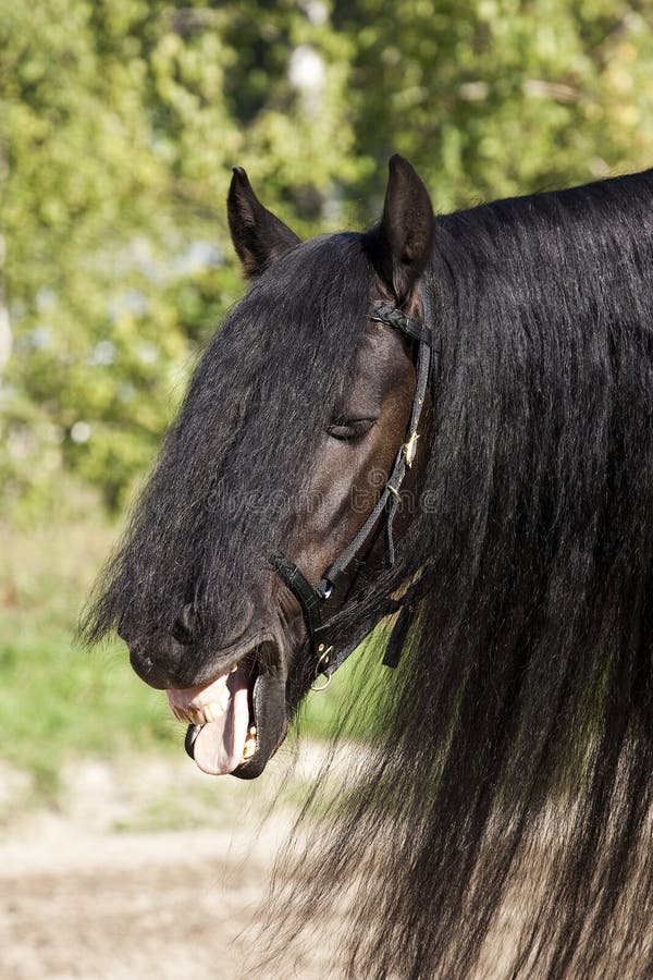 Cavalo rindo engraçado com olhos castanhos pretos e focinho