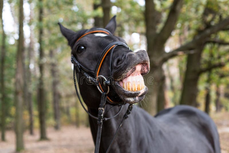 Cavalo sorrindo e mostrando dentes — Contexto, Luz do dia - Stock