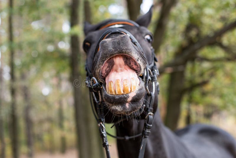 Cavalo rindo engraçado com olhos castanhos pretos e focinho