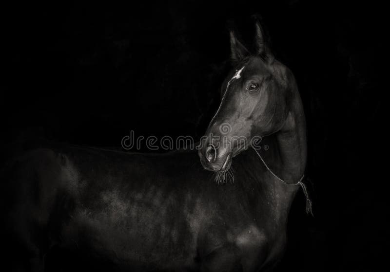 Cavalo preto do akhal-teke no fundo preto p monocromático fotografia de stock Cavalo preto do akhal-teke no fundo preto p monocromático fotografia de stock