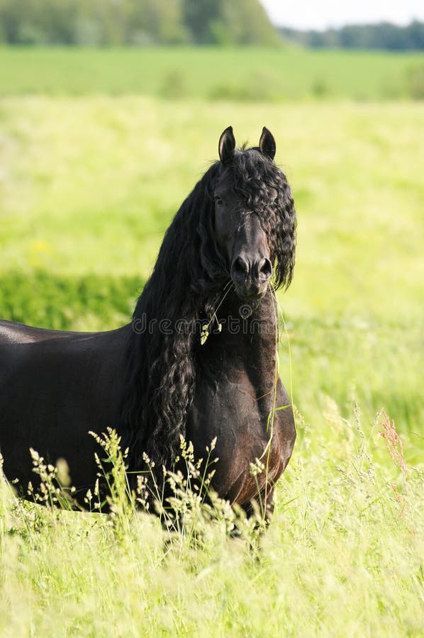 Jogo de cavalo frisiano preto no prado