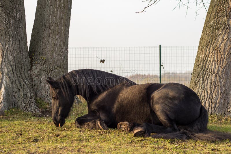 Cavalo preto elegante do frisian que senta-se na grama fotos de stock Cavalo preto elegante do frisian que senta-se na grama fotos de stock