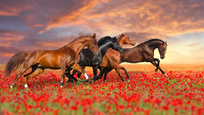 Cavalo quatro em flores da papoila foto de stock Cavalo quatro em flores da papoila foto de stock