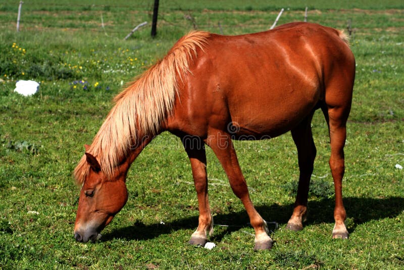 Cavalo Que Olha A Câmera Na Frente Do Fundo Branco Foto Royalty Free,  Gravuras, Imagens e Banco de fotografias. Image 18179506