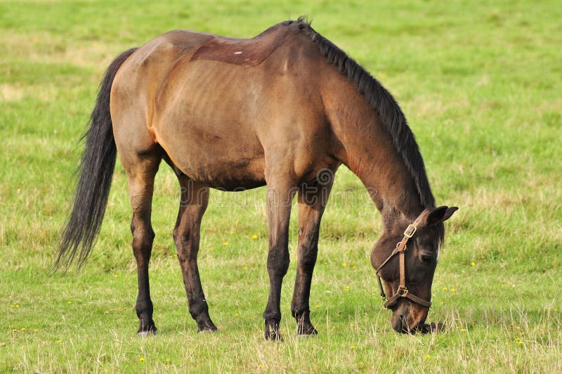 Cavalo preto comendo pastagem no curral a frente de um cavalo pardo Stock  Photo