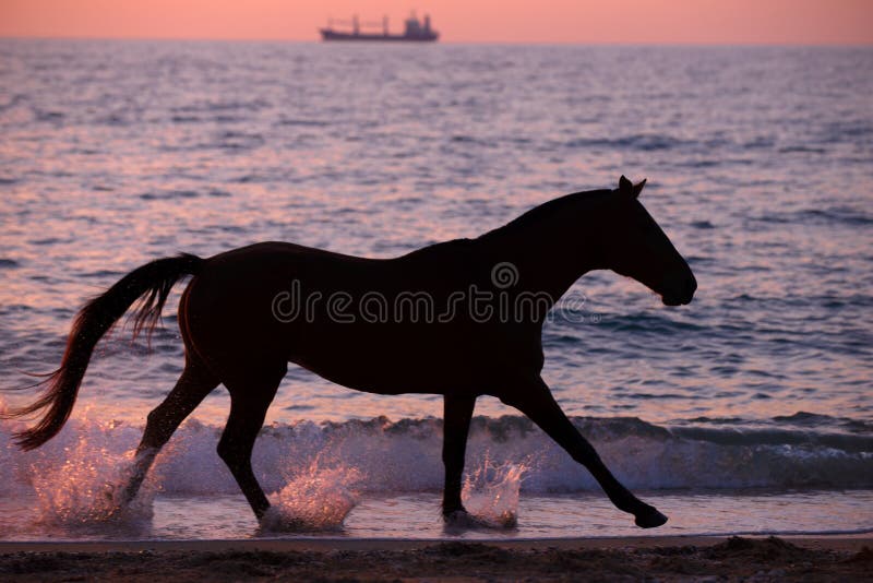 Jogo Marrom Selvagem Do Cavalo Na água Foto de Stock - Imagem de homem,  pântano: 143143582