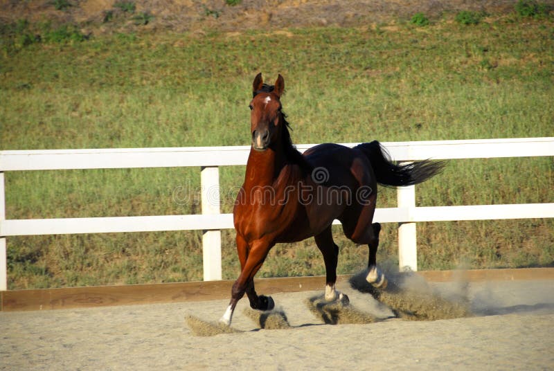 Retrato Da Frente Do Cavalo Ao Ar Livre Se Feche Imagem de Stock - Imagem  de frente, animal: 272403207