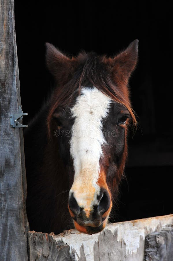 Cavalo Que Olha Para a Frente Imagem de Stock - Imagem de beleza, porta:  108436819