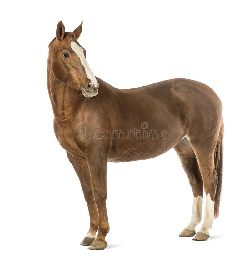 Cavalo Que Olha Para a Frente Imagem de Stock - Imagem de beleza, porta:  108436819