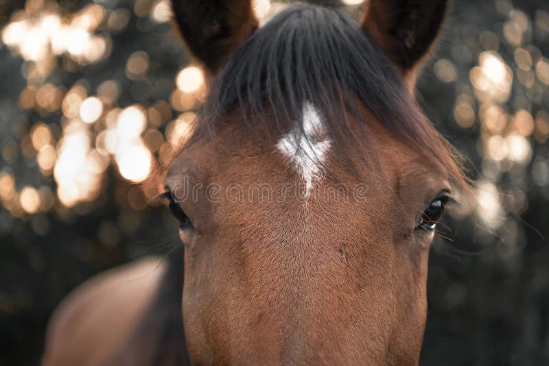 Close-up de um rosto de cavalo, frente da cabeça do cavalo marrom em fundo  branco isolado