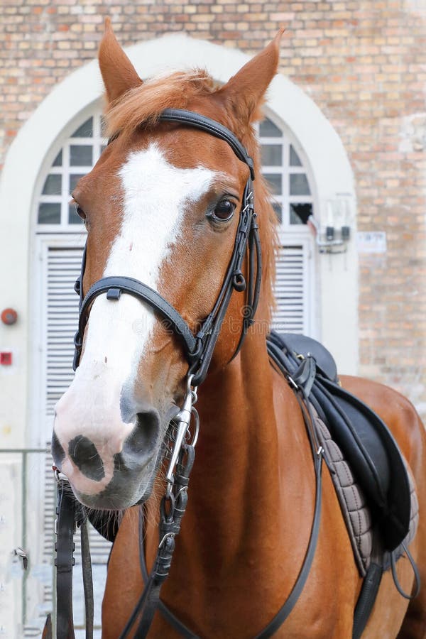 Fotos de Frente de cavalo, Imagens de Frente de cavalo sem royalties