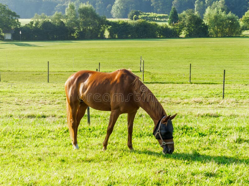 Cavalo Pulando Durante O Encontro De Cavalo Em Todo O País Pela Manhã  Fotografia Editorial - Imagem de grama, verde: 160272922