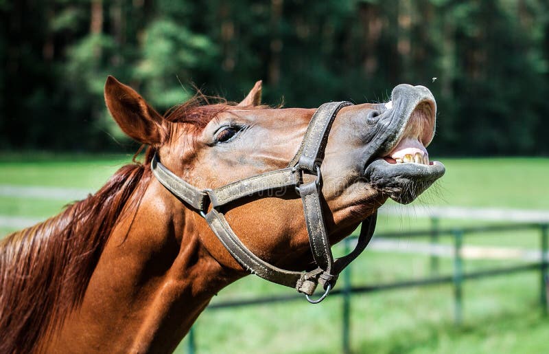 Cavalo sorrindo e mostrando dentes — Contexto, Luz do dia - Stock