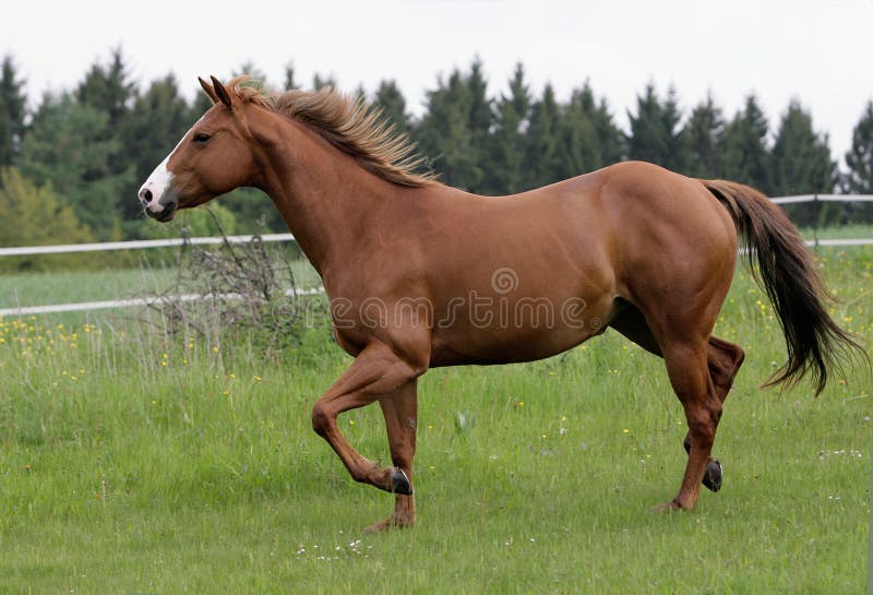 Jogo Marrom Selvagem Do Cavalo Na água Foto de Stock - Imagem de homem,  pântano: 143143582