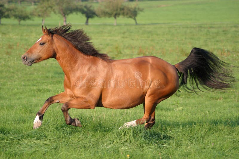 Jogo do cavalo foto de stock. Imagem de areia, cavalo - 40926784