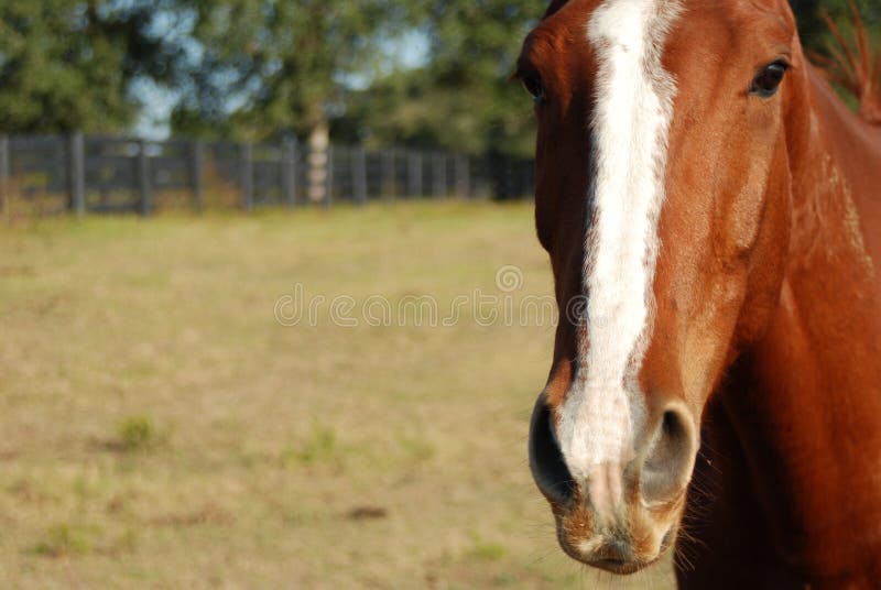 Portrait of chestnut or brown horse in countryside field with copy space. Portrait of chestnut or brown horse in countryside field with copy space.