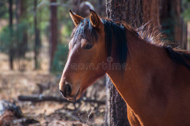 Jogo Marrom Selvagem Do Cavalo Na água Foto de Stock - Imagem de homem,  pântano: 143143582