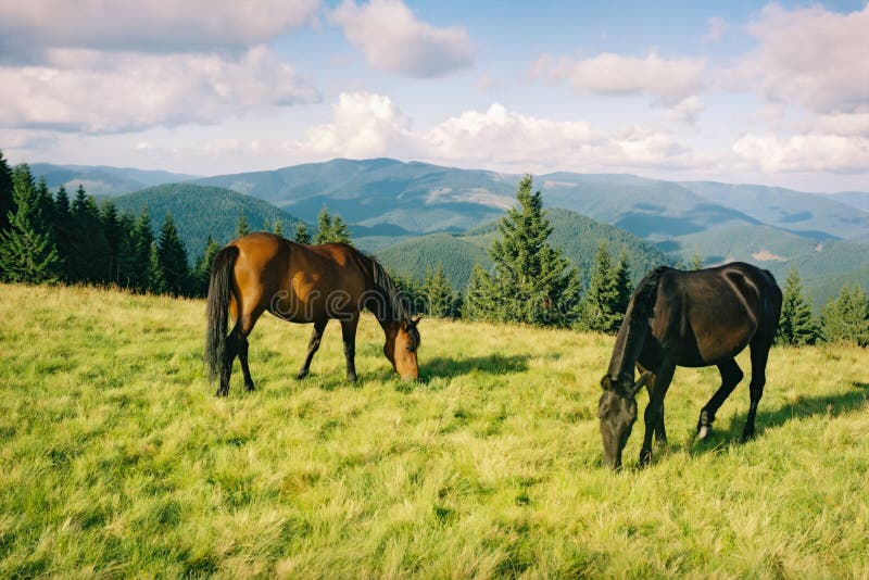 Cavalo preto comendo pastagem no curral a frente de um cavalo pardo Stock  Photo