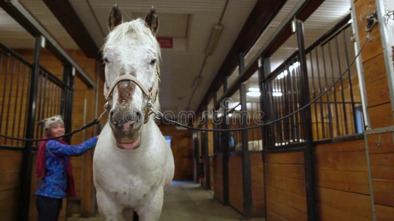 Star Stable, adorável jogo de cavalos para meninas, tem mais de