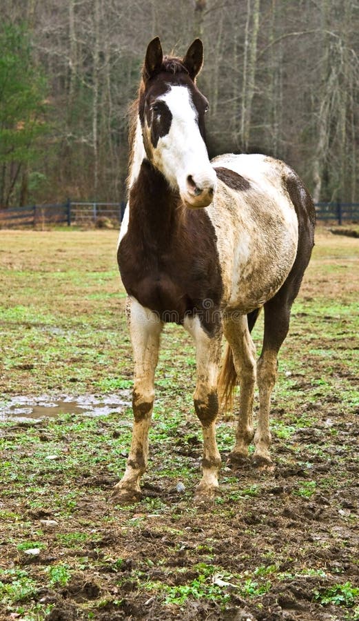 60+ Cavalo Pulando Sujo fotos de stock, imagens e fotos royalty-free -  iStock