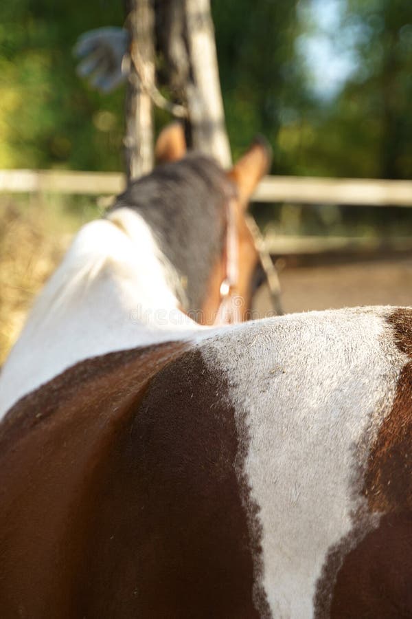 60+ Cavalo Pulando Sujo fotos de stock, imagens e fotos royalty-free -  iStock