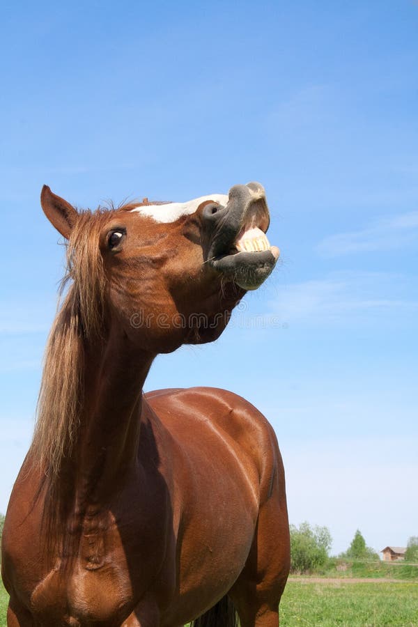 Cavalo Novo Com Boca Aberta Imagem de Stock - Imagem de sorriso, selvagem:  31668367