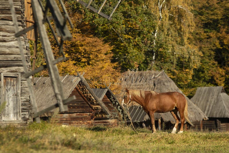 Cavalo vermelho em Autumn Village foto de stock Cavalo vermelho em Autumn Village foto de stock