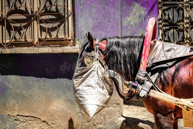 Cavalo Que Olha Para a Frente Imagem de Stock - Imagem de beleza, porta:  108436819