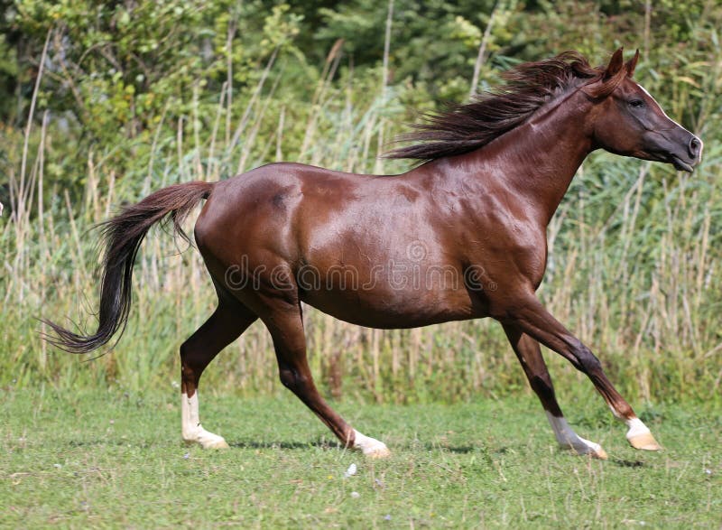 Cavalo árabe do puro-sangue que corre o ambiente natural foto de stock