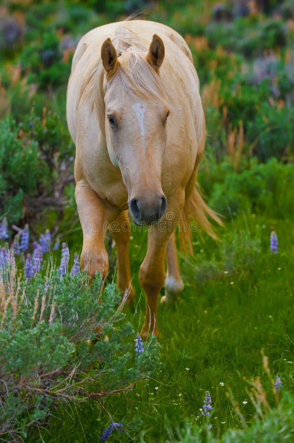 Cavalo à Frente De Uma árvore Foto de Stock - Imagem de marrom, cavalo:  179065984