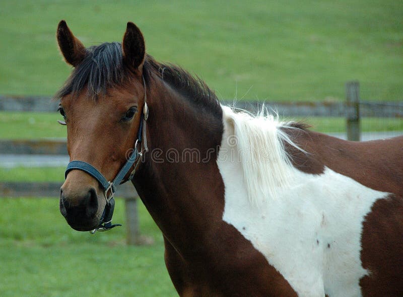 Jogo do cavalo foto de stock. Imagem de areia, cavalo - 40926784