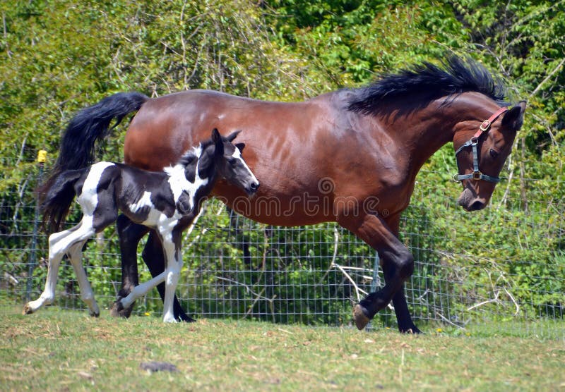 Jogo do cavalo foto de stock. Imagem de areia, cavalo - 40926784