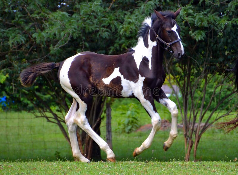 Jogo de dois cavalos imagem de stock. Imagem de preto - 48110871