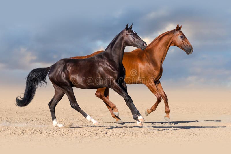 Trote árabe Do Corredor Do Cavalo De Brown No Pasto Foto de Stock - Imagem  de bonito, campo: 15882660