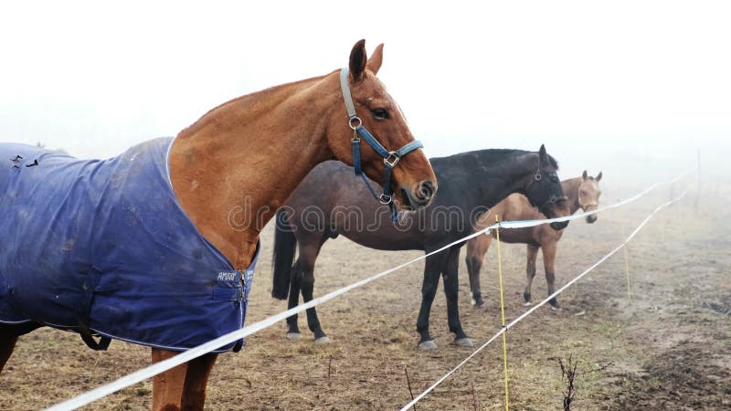 Fundo Cavalo Marrom Está Olhando Para A Frente No Campo Fundo, Imagem De  Cavalo Grátis Imagem de plano de fundo para download gratuito