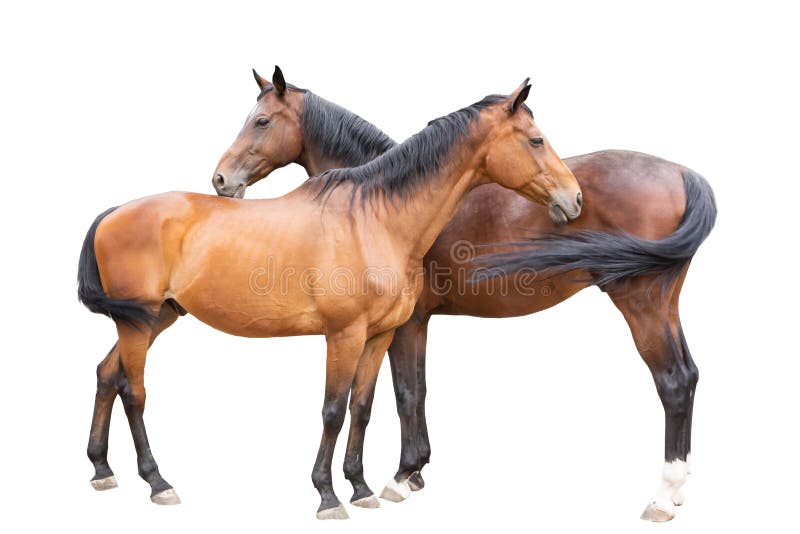 cavalo correndo  Cavalos bonitos, Cavalo, Cavalos