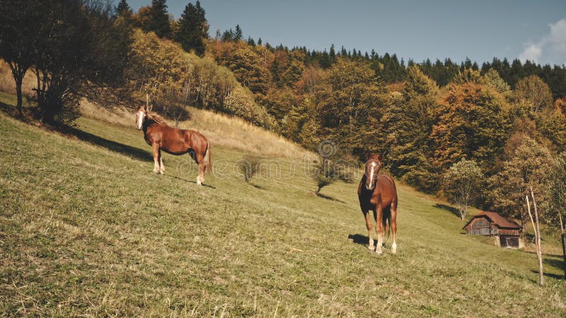 Cavalos colocando câmera na colina do outono. paisagem rural. animais de fazenda engraçados