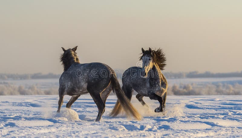 Cavalos espanhóis de dança Jogo cinzento andaluz de dois garanhões imagens de stock Cavalos espanhóis de dança Jogo cinzento andaluz de dois garanhões imagens de stock